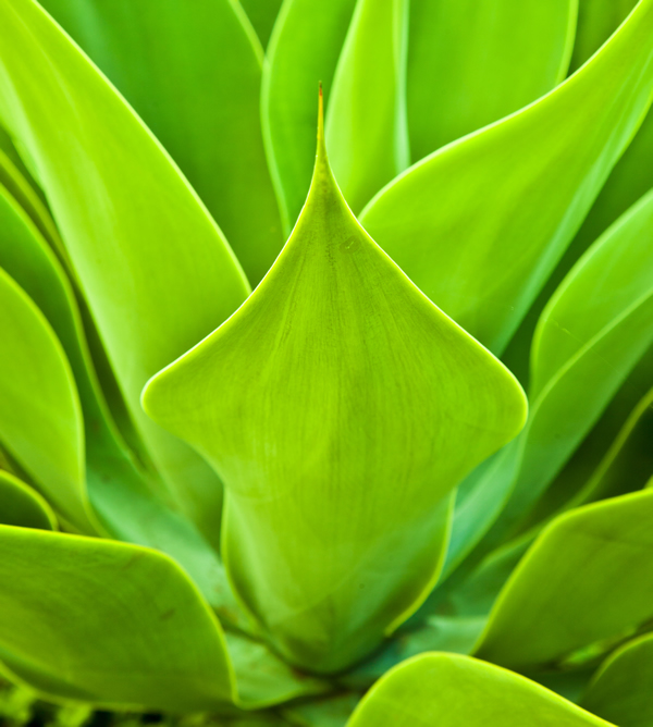 sciroppo_agave